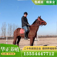 能騎的矮馬多少錢一匹伊犁馬騎乘馬馬匹 騎乘馬肉馬蒙古馬