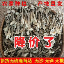 鹿茸菇净重干货鹿茸菌正宗古田脆脆菇新鲜4A土特产煲汤食材香菇