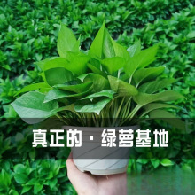 �G�}�����҃�������ȩ�L�ٴ������~180��̖�G�j�·�ˮ�໨�ܾGֲ