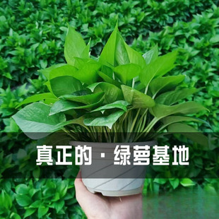 �G�}�����҃�������ȩ�L�ٴ������~180��̖�G�j�·�ˮ�໨�ܾGֲ