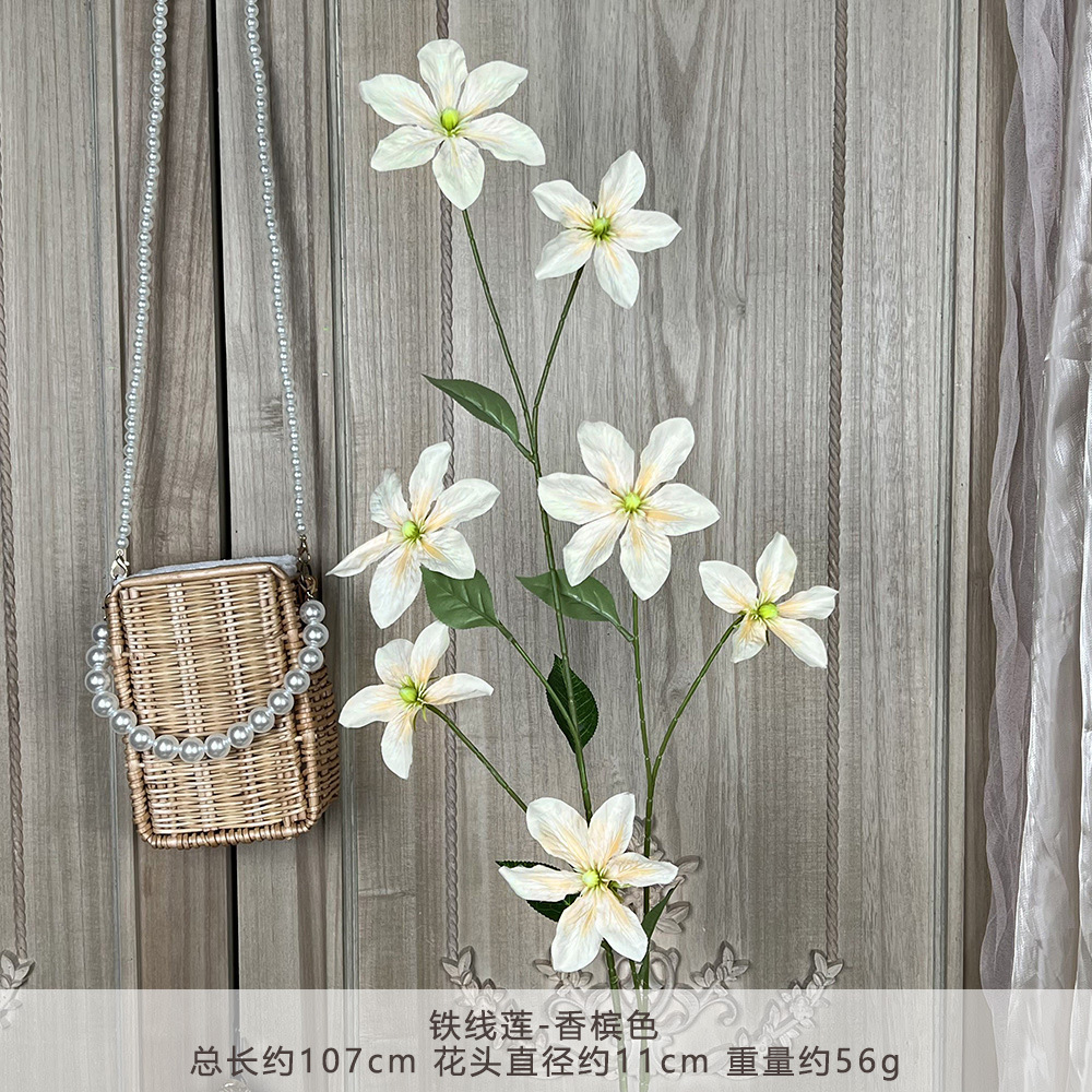 YM-铁线莲-香槟色