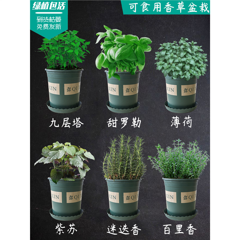 迷迭香百里香薄荷罗勒叶九层塔牛至紫苏新鲜可食用西餐香草料盆栽