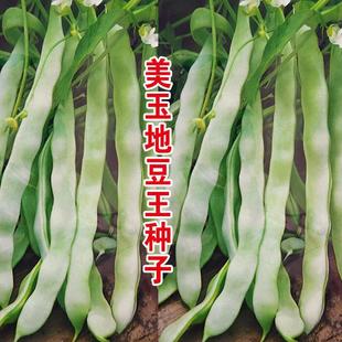 High-Yielding King Bean Seeds, Dwarf, No-Trellis, Vineless Kidney Beans, Green Beans, Spring and Autum Vegetable Garden Vegetable Seeds