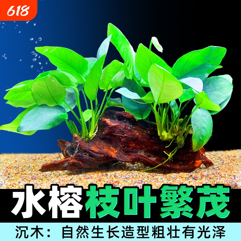 Submersible Water Plants for Aquarium Decoration, Easy-Care Moss, Oxygen-Enhancing Houseplants, Large-Leaf Iron Crown Plant