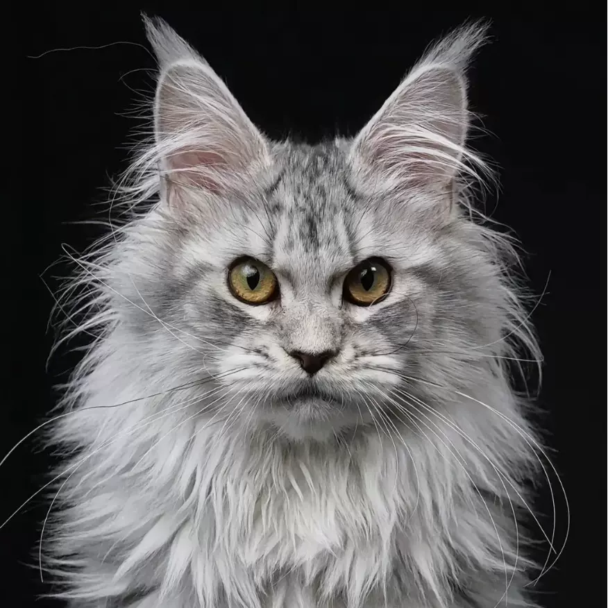 猫咪活体棕虎银虎缅因幼猫蓝金渐层猫幼猫海双布偶猫长毛金渐层猫