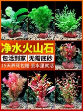 �~��ˮ��ֲ������쾰���Bȫ�ה[���B�~����䁵����ˮ�������S��