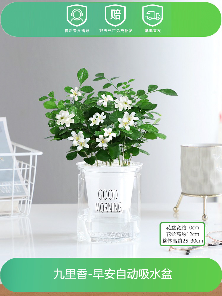 지우리샹(좋아요 대야) + 영양액