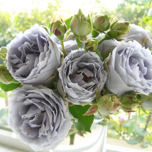 One-Piece Drop-Shipping of Qinglong Rose Flower Seedlings, Strong Fragrant Purple Four-Season Heat-Resistant Florals and Green Plants Potted Fragrant Roses