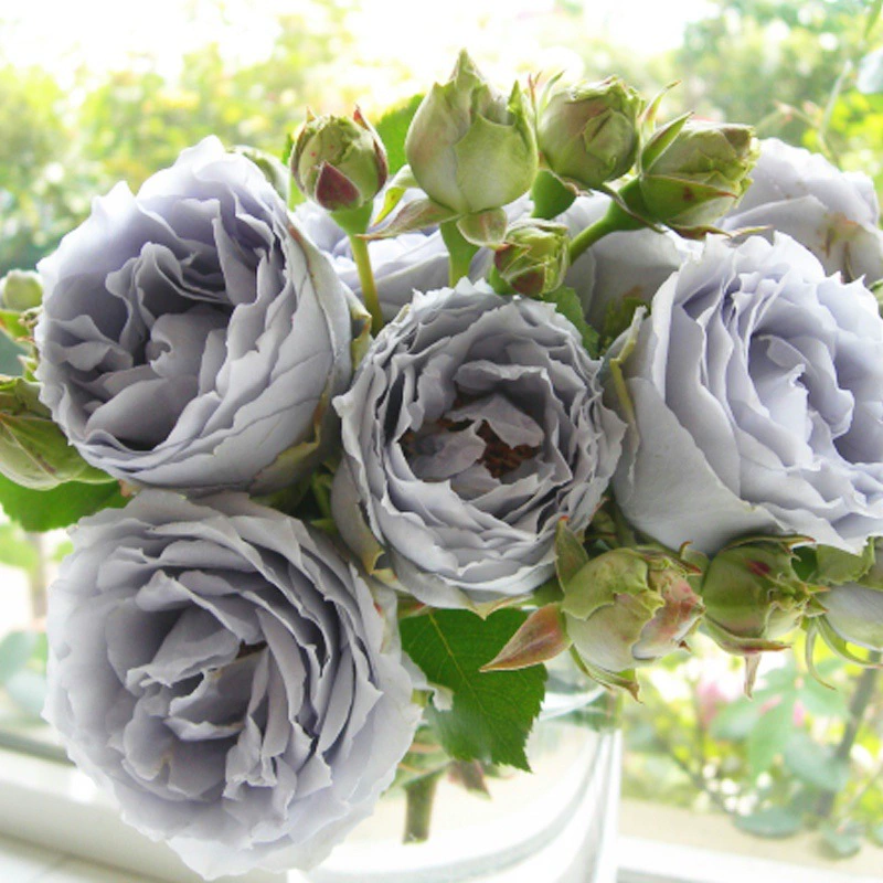 Цельная дропшиппинговая поставка рассады роз Цинлонг, сильных ароматных фиолетовых четырехсезонных термостойких цветов и зеленых растений в горшках с ароматными розами.