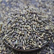 当季新货青稞大量米批发白蓝黑青稞仁五谷杂粮青稞酒原料一件代发