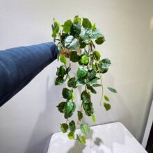 ����Gֲ�ڒ��ٗl�����������~�����ٵع��~�G�ٰ׾W�y�b������~