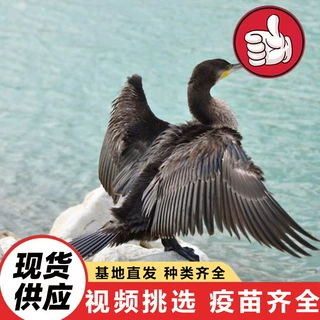 鸬鹚养殖基地大量出售 湿地公园表演捉鱼的鹰 鸬鹚幼崽活体价格