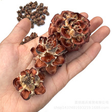 【木莲花】圣诞果实类干花干果木莲花松果