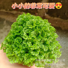 ���������҃��^�~�Gֲ�����՚��ļ�����ާ��^�~�ɹ�ɺ��ާС����