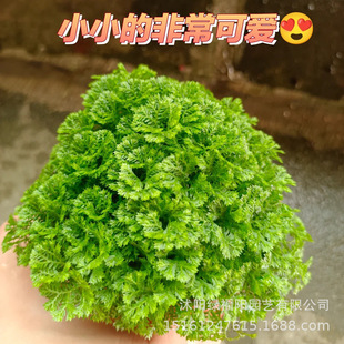 ���������҃��^�~�Gֲ�����՚��ļ�����ާ��^�~�ɹ�ɺ��ާС����