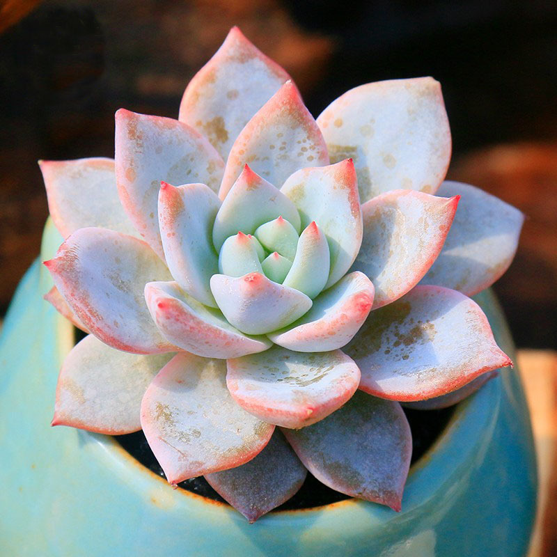 핑크블루버드 4-5cm (플라스틱 화분에 심은 후 배송됩니다)