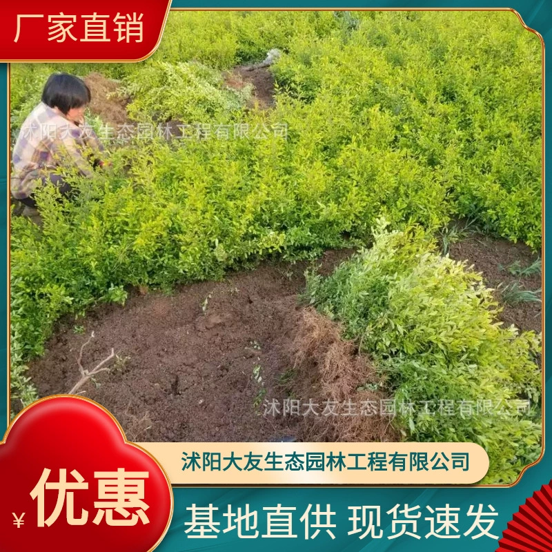 Восковая основа с золотым листом оптом Сорта самостоятельного производства Полный проект ландшафтного дизайна Озеленение рассады