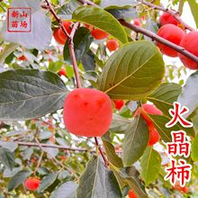 ��С�����硿ܛ�����t�����J���\����������L�����Ә���