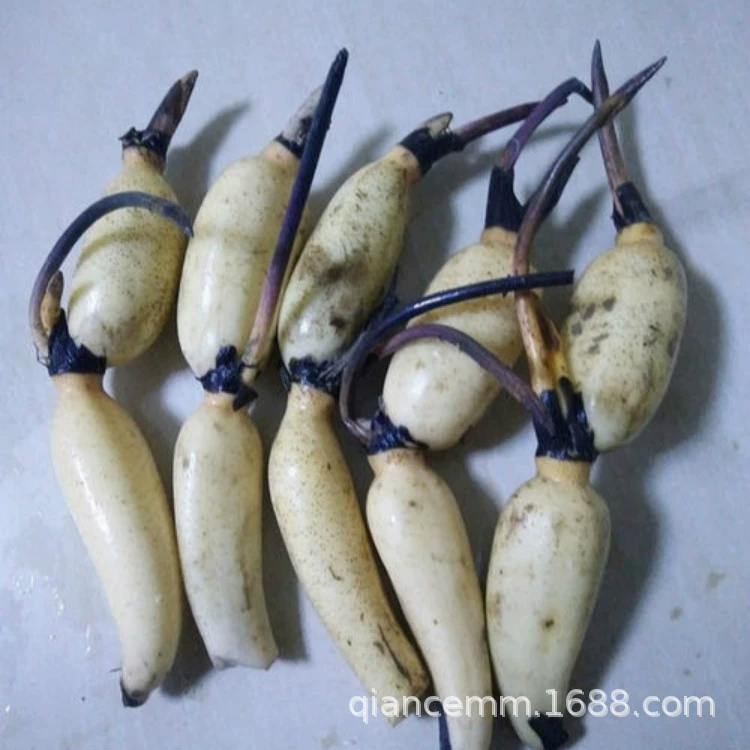 Базовые прямые продажи семян лотоса, рассады водных цветов, водно-болотные угодья