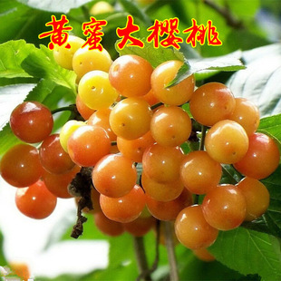 �S�۴���Ҙ�������ϱ���ͥԺ���ԷNֲ�������Լ޽Ӱ�������Y��
