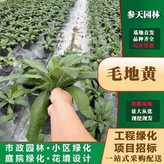 苗圃基地供应毛地黄高度冠幅25~45公分毛地黄地被草花种植基地