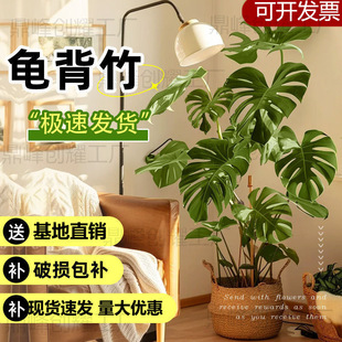 Monstera Living Room Large Potted Old Stump Plant Office Large Indoor Bonsai Air Purification Wholesale