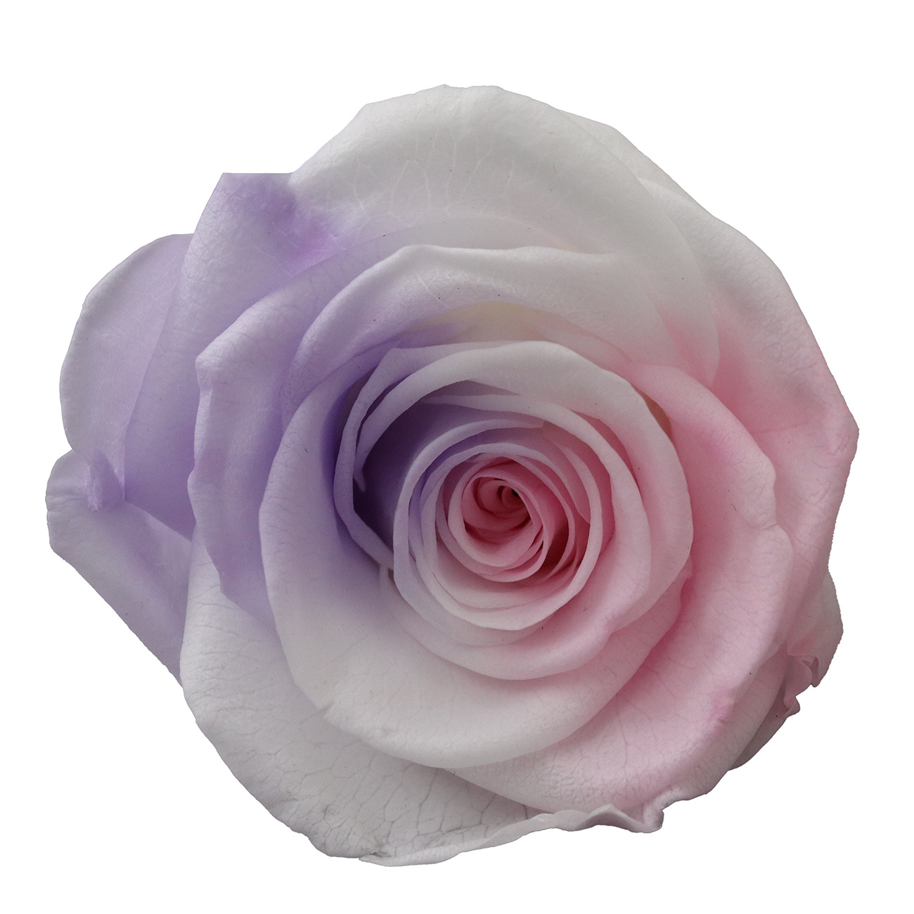 Rosa degradada eterna A+ con efecto degradado de color azul hielo, rosa seca triturada, flor preservada, fabricante de Yunnan, venta al por mayor.