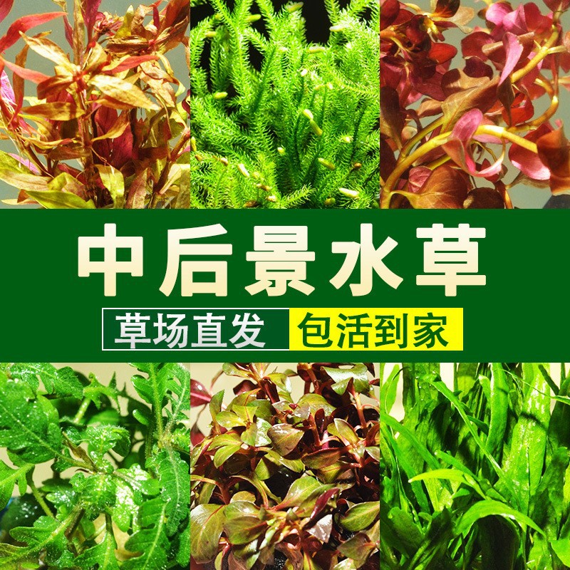 bulk Aquatic herb wholesale Green chrysanthemum centipede Pasture Direct selling living thing Aquatic herb fish tank Landscaping Aquatic herb wholesale Aquatic herb