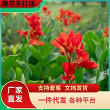 一件代发美人蕉种球花苗水养水培四季易养花卉盆栽庭院地栽植物当