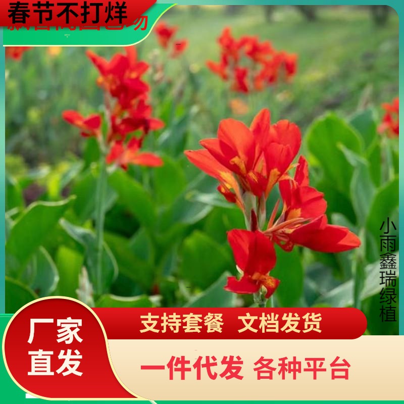 一件代发美人蕉种球花苗水养水培四季易养花卉盆栽庭院地栽植物当