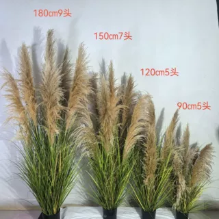 天然芦苇洋葱草秋色芦苇适用商场酒店装饰摆件场景布置影视拍摄