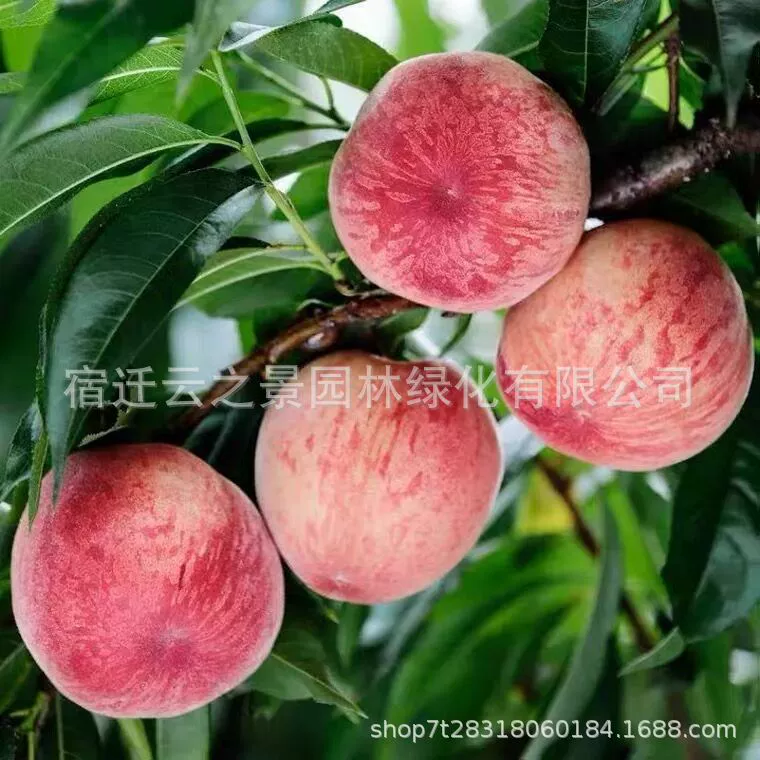 Персиковое дерево Фрукты Рассада Прививка Посадка масла Flat Персик Великолепный желтый персиковое дерево Рассада Посадка Зимний персик Мед Персик Рассада в Южной и Северной