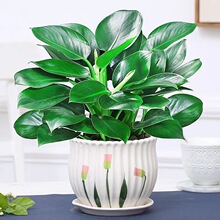 ˮ�������ԾG�}���~�҃��ļ�����ֲ��G�j�͏d����ȩ���B����