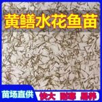 黄鳝水花鱼苗稻田野生大黄鳝盘龙鳝长尾鱼鳝鱼苗耐寒易活中国