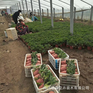 Base Wholesale Lubing Flower Feather Fan Bean Courtyard Mixed Color Flower Mirror Greening Plant