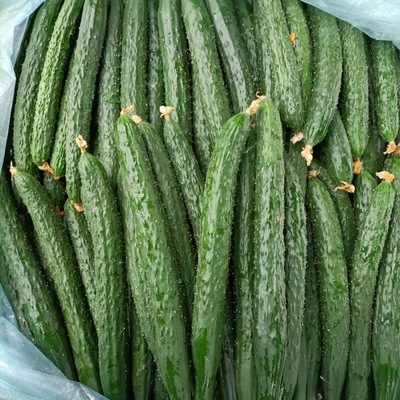 Cucumber Shandong Farm Season Fresh vegetables Bright bar cucumber Now pick Now send Home Manufactor