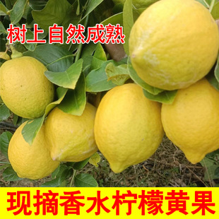 �V�|�o����ˮ�����S�����r�Fժ�F�l�̲�ꌣ���ִ��ʲ��������l