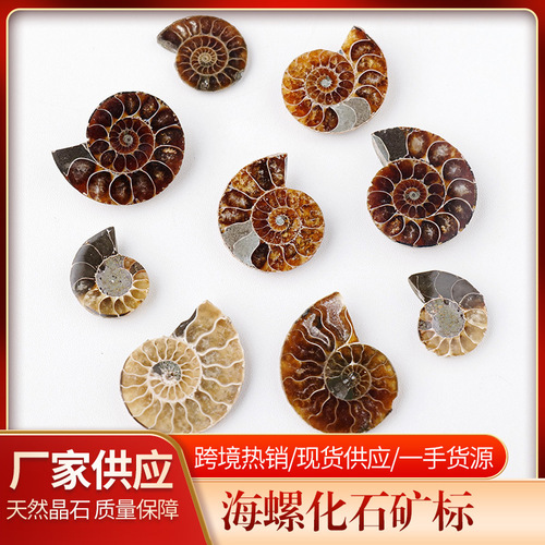 Natural conch fossil pendant necklace raw stone ore mineral specimen men's and women's jewelry ammonite slices