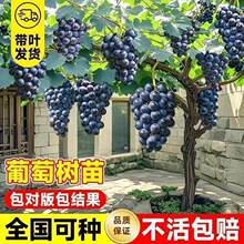 �ش�޷����ј��Ϙ�ꖹ�õ���ĺں�����ͥԺ�ϱ����Nֲ�������ј�