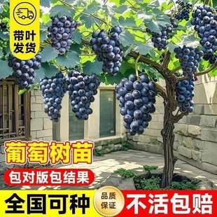 �ش�޷����ј��Ϙ�ꖹ�õ���ĺں�����ͥԺ�ϱ����Nֲ�������ј�