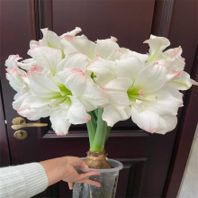 【识货的进】荷兰进口朱顶红种球重瓣多年生球根植物绿植花卉盆栽