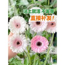 进口非洲菊种子阳台盆栽四季景观绿化植物扶郎花菊花种籽花卉种孑