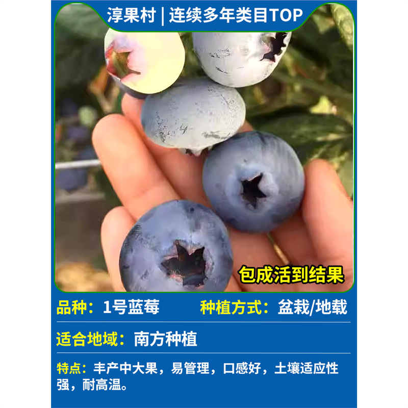 [폭발과일 배송 특대 모종] 1호 블루베리(1갤런) 높이 60-70cm(대형 모종)