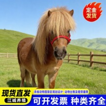 养殖厂家出售直发矮马宠物马活体儿童小型骑乘马小马驹 矮马活体