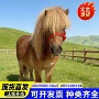 养殖小马驹活体直发宠物马