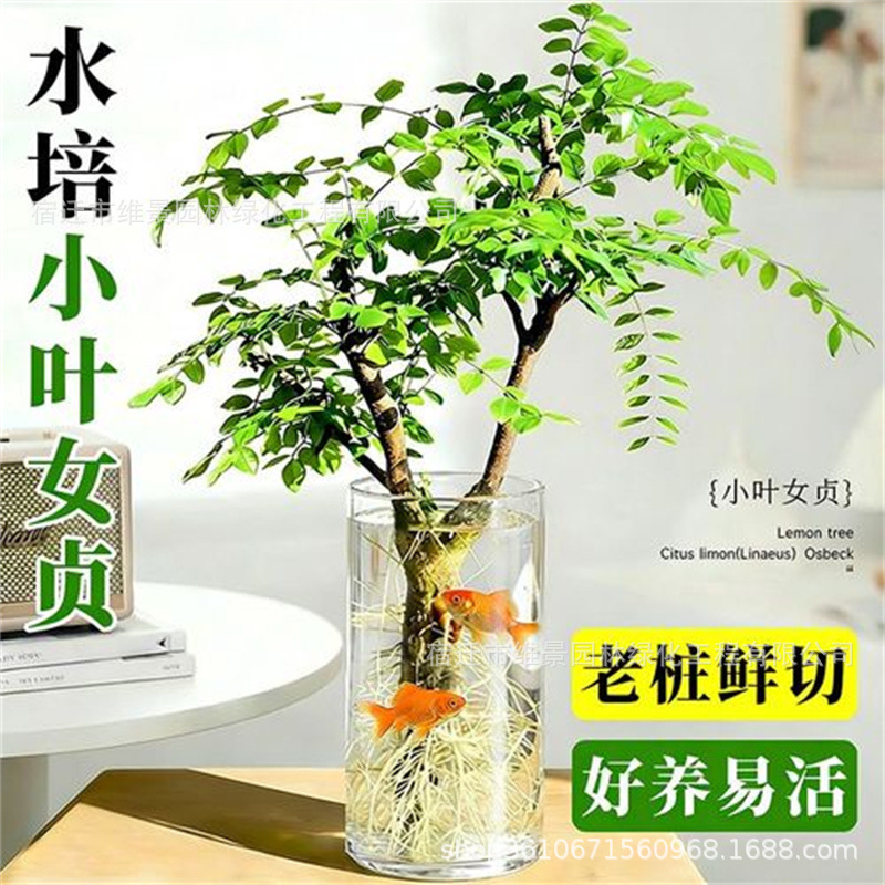 Oficina de plantas hidropónicas de Ligustrum leaflet verde sala de estar flores viejas estacas modelado de alto nivel cuatro estaciones buenas para atraer riqueza
