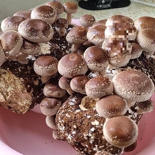 �㹽�����bĢ���Nֲ���N���Լ�ͥ�Nƽ��ʳ�ü�ͥ���r��