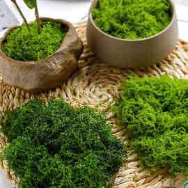 隆泽苔藓草皮仿生人造假青苔微景观布置摆件草坪盆景盆栽铺面