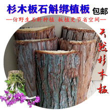 杉木种植杉树板植树皮天然洋兰板石斛种植板桩木桩石斛板石垒德株