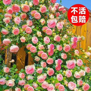 ��ɫ��ɳ��ʯ�Nޱ�����¼����������ļ�����õ�廨��ֲ��ͥԺ�_��